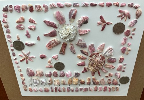 150 pc Barnacle fragments art frame craft mixed media shells beach seashells USA - Picture 6 of 11