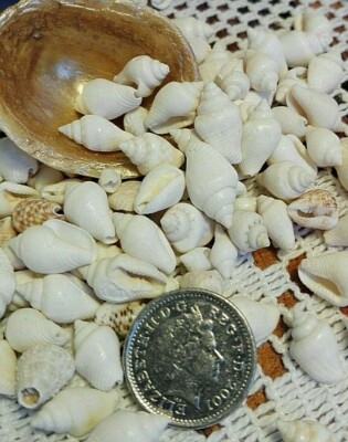 100 kleine weiße Natur Strand Muscheln Hochzeit Tischdeko Streu 