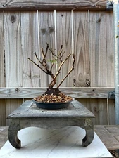 AWESOME! Fantastic Blueberry Pre-Bonsai, 15 Years, HUGE TRUNK