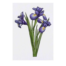 'Blue Iris Flowers' Temporary Tattoos / Transfers TO00050104 