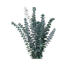 Dried Eucalyptus Bundle Fresh Eucalyptus Branches - 10 Pcs Blue