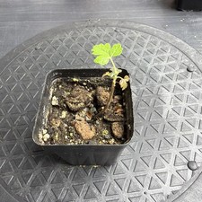 Rare Boswellia sacra Frankincense Tree UK Grown Exotic Bonsai Style Desert Plant