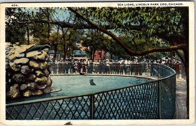 Postcard ZOO SCENE Chicago Illinois IL m/09 AM6146