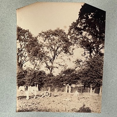 Albumin Photo Glued on Cardboard of a Harnessed Horse 19th Century K173
