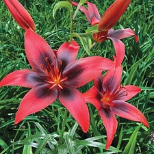 1  LONDON HEART TANGO Asiatic Lily Live Flower Bulb  PERENNIAL  Free Shipping