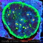 Corals of Eden NON WYSIWYG Live Coral Frag ~ Superman Chalice Coral LPS SPS — photo 6