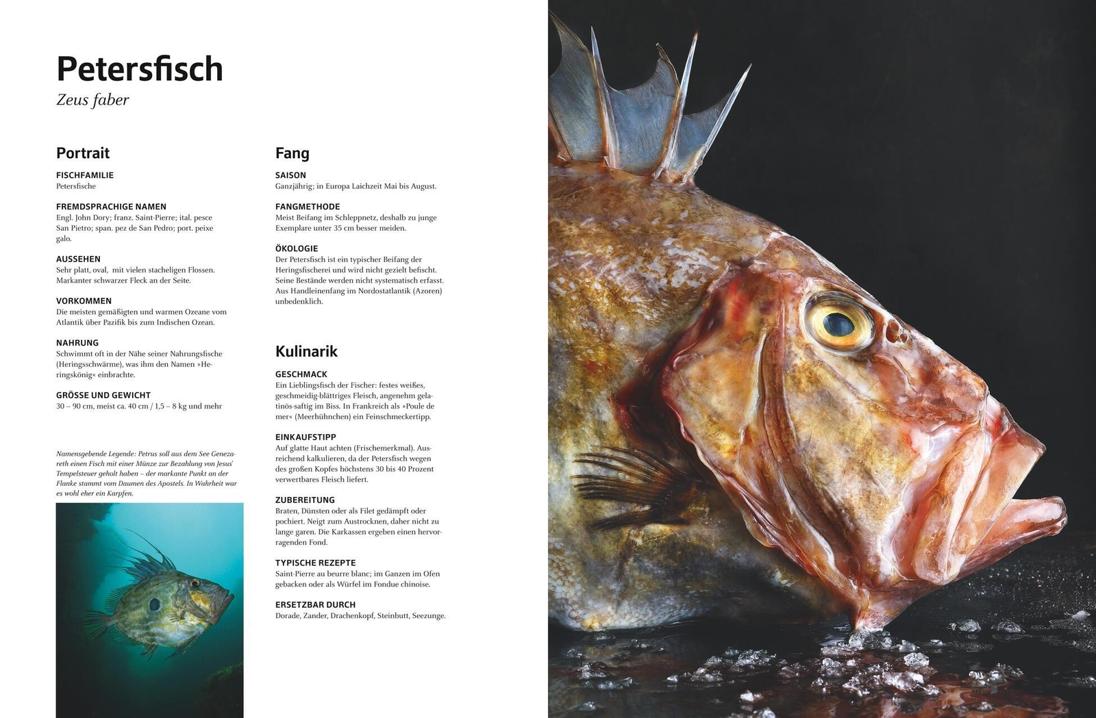 Thumbnail - Das Große Buch Vom Fisch Mathias Neubauer