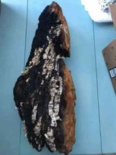 Chaga Mushroom Chunks Sustainably Harvested in Nova Scotia