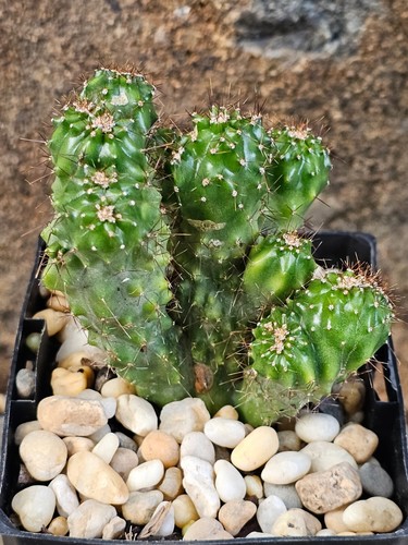 CEREUS PERUVIANUS MONSTROSE MINOR- DWARF Cactus Peruvian Apple - 9cm (25328) - Picture 4 of 5