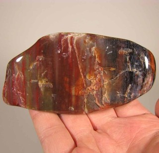 4.2" PETRIFIED WOOD Tumble Polished Palm Stone Holbrook Arizona
