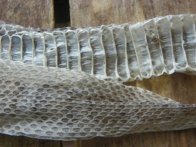 Taxidermy 16" IMPERFECT Real Massasauga Rattler 