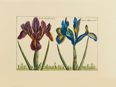 hand coloured prints Crispin de Passe