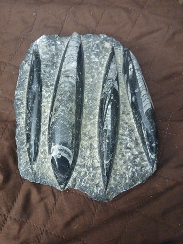 Antique Polished Nautiloid Fossil Plate with Multiple Specimens. Preowned. 