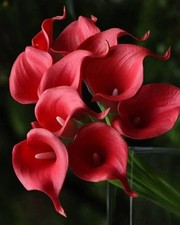 Pretty Imported Double Calla Lily Red Flower Bulbs Pack Of 2 Bulbs