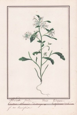 Iberis Amara plant Botanik Pflanze botany Aquarell watercolor drawing 1830