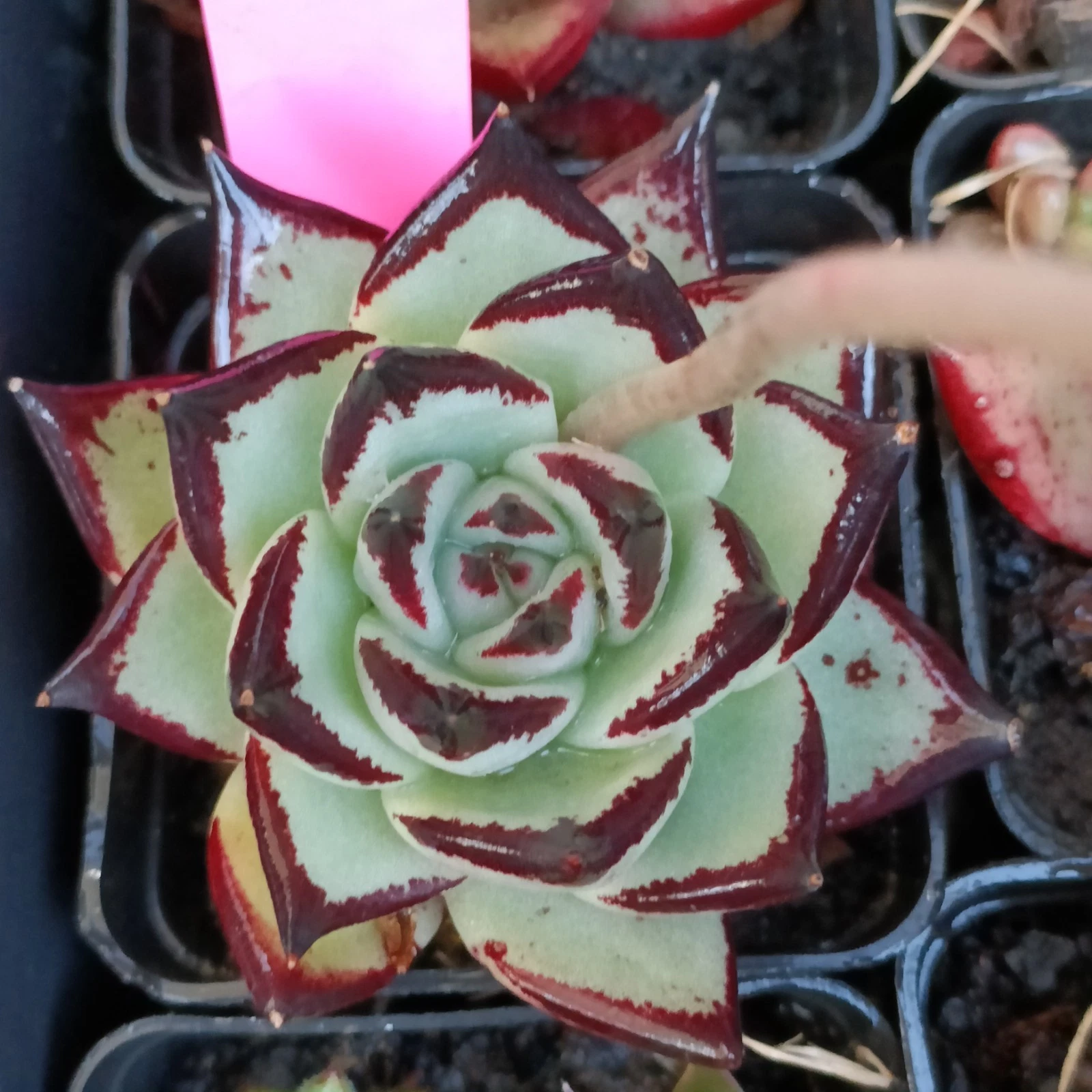 Echeveria Ebony Black edge nice Succulent plant 21
Opens in a new window or tab
