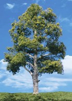 Woodland Scenics Tr3539 N/ho Waters Edge Tree 8 - 9 Train Scenery on sale Woodland Scenics Tr3539 N/ho Waters Edge Tree 8 - 9 Train Scenery on sale