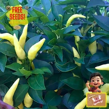 Fresh White Thai Pepper Seeds | La Jiao | Heirloom Non-GMO | Vegetable Seeds