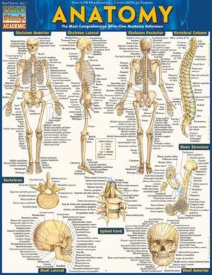 Anatomy : QuickStudy Laminated Reference Guide QuickStudy Academi