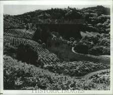 1984 Press Photo California Vineyard Spreading Across Hillside - mja73893