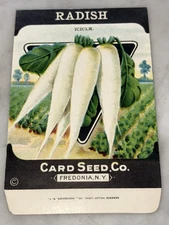 Vintage White Icicle Radish Seed Packet Card Seed Co Fredonia NY NOS