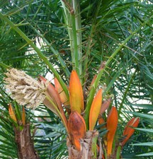 Phoenix reclinata -  - Palma da datteri del Senegal