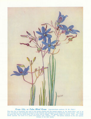 Graslilie/Falsches Blindgras (Agrostocrinum scabrum) Australische Wildblume 1950