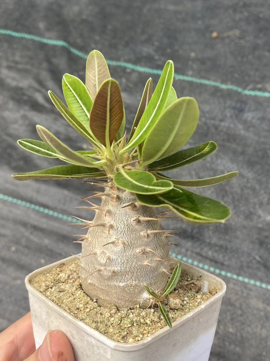【新品未開封】VCD Pachypodium Gracilius Pachypodium rosulatum gracilius Succulent plant Garden