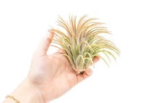 XL Tillandsia Ionantha Rubra Air Plants -Bulk-Easy Care Indoor and Outdoor