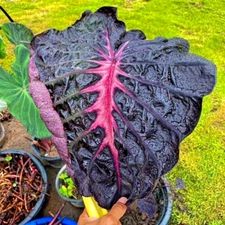 Colocasia Bulb Red Feather New Hybrid (Includes All Import Duties And Taxes)