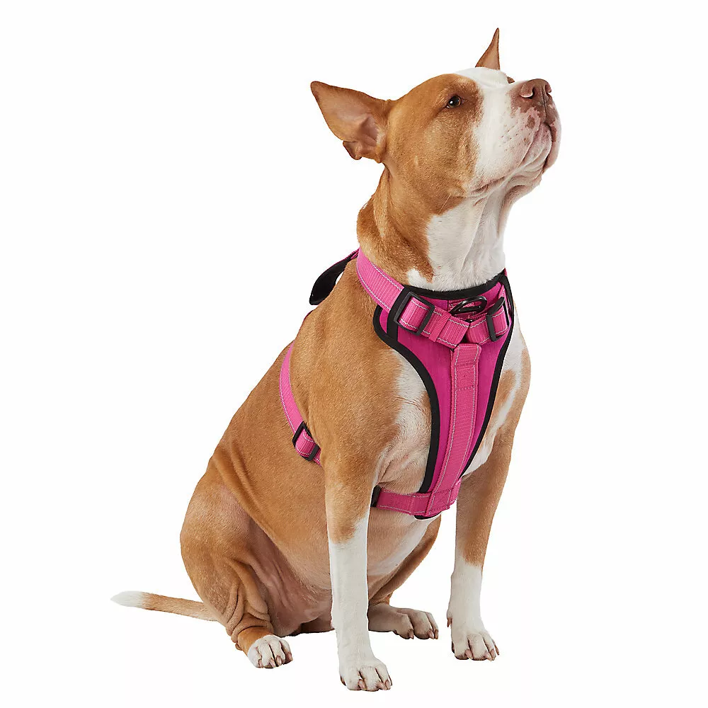 Kong brand dog clearance harness