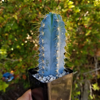 Brazilian Blue Cactus - Blue Columnar Cactus 'Pilosocereus azureus