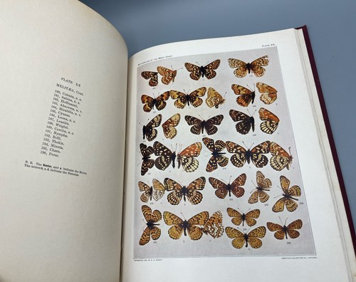 1907 Colored Plates Of The Butterflies of the West Coast W.G. Wright - Picture 12 of 14