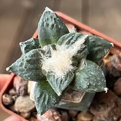 A22-3003 Cactus (retusus x fissuratus), grafted