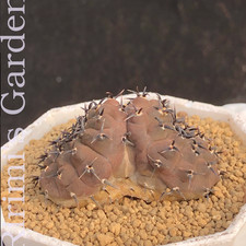 1pcs seedgrown Double Head Mammillaria melano...