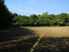 Photo 6x4 Great Field Plantation Haverhill/TL6645 This area is scheduled c2015