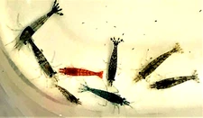 10 (+2) Assorted Live Freshwater Shrimp - Neocaridina - Home Tank Raised - VIDEO