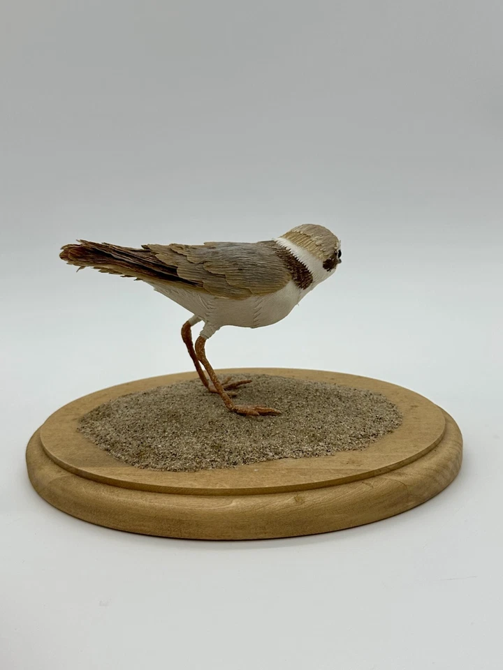 Chorlito nevado occidental taxidermia vegano 2008 - Aimée Baldwin Foto 2 de 4