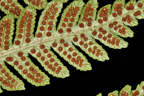 Cyathea Exils - Spore (The rarest tree fern in the world) - Picture 6 of 8
