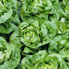 Lettuce Seed Buttercrunch Lettuce Seeds, "COOL BEANS N SPROUTS" Brand. Home Gard