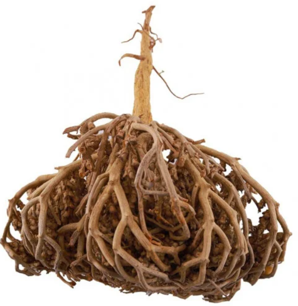 Natural Flower of Maryam - Health & Wellness Herb