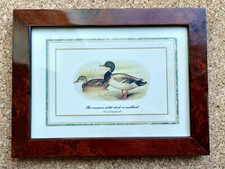 ANTIQUARIATO QUADRO STAMPA VINTAGE THE COMMON WILD DUCK OR MALLARD CORNICE 