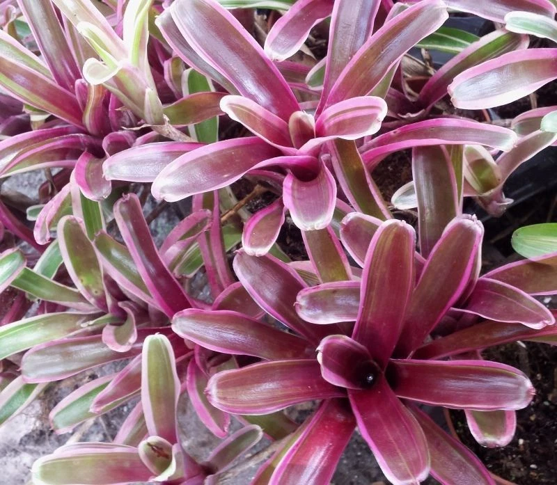 BROMELIAD Terrarium Vivarium Оптовая продажа ОКОНЧАТЕЛЬНАЯ Неорегелия 10 Упаковок 10 Разновидностей - Изображение 4 из 4