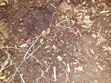 Roly-polies 15 /25 /50 /100 Isopods/ Mixed Species/ Free Shipping