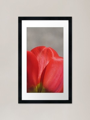 Nahaufnahme roter Tulpenblütenblätter gerahmtes Wandbild Poster Leinwanddruck Bild