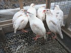 6+ Pied Chukar eggs
