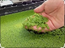 Duckweed Live Freshwater Plant 1 packed 7 Oz and shipped Quickly DOA POLICYS