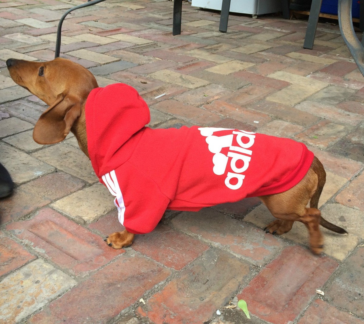 Dachshund Hoodie Dachshund Hoodie