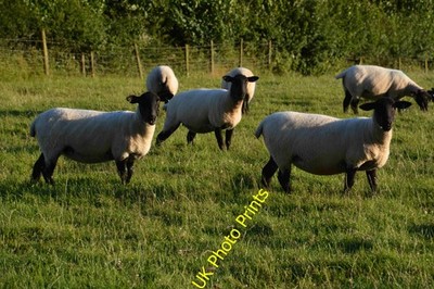 Foto A2 Mid Devon: Grasfeld & Schafe Upton Hellions Schafe grasen i c2016