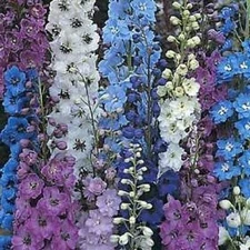 Delphinium Pacifics Perennial Immense Gracefuls Spikes Βloom Αfter Υear 50 Seeds